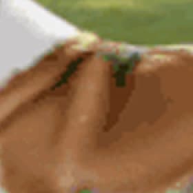 柯基 GIF 500KB 版本的原尺寸局部放大