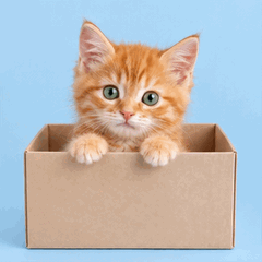 An orange cat peeking out of a cardboard box against a pale blue background, animated: Slowly peek out of the cardboard box, blink once, then duck back down.